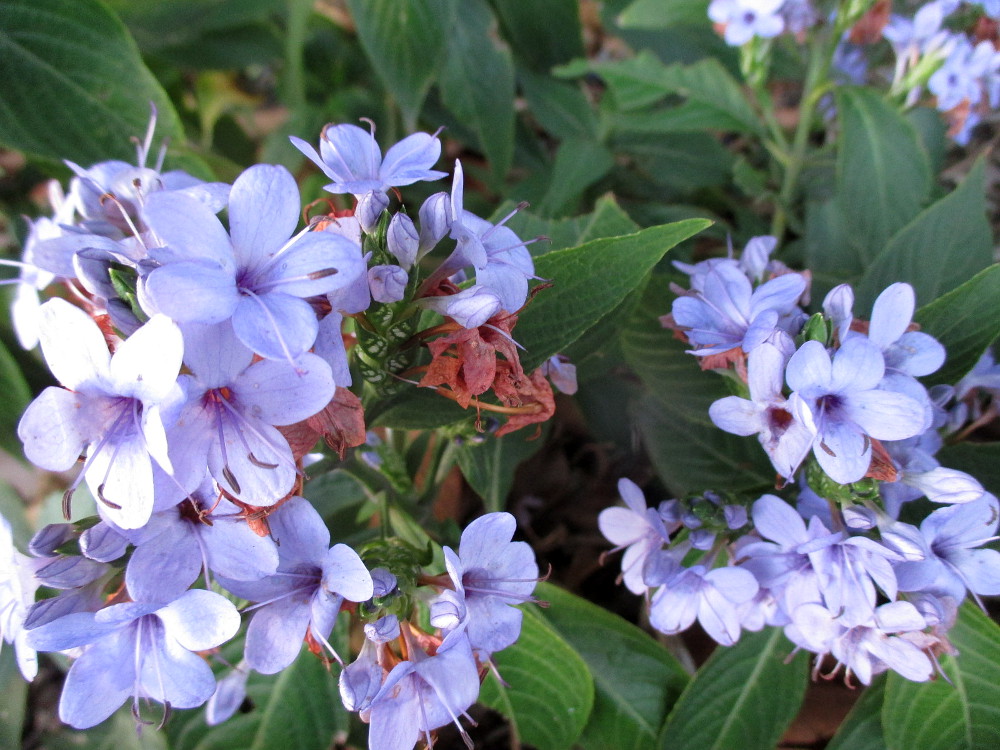 Изображение особи Eranthemum pulchellum.