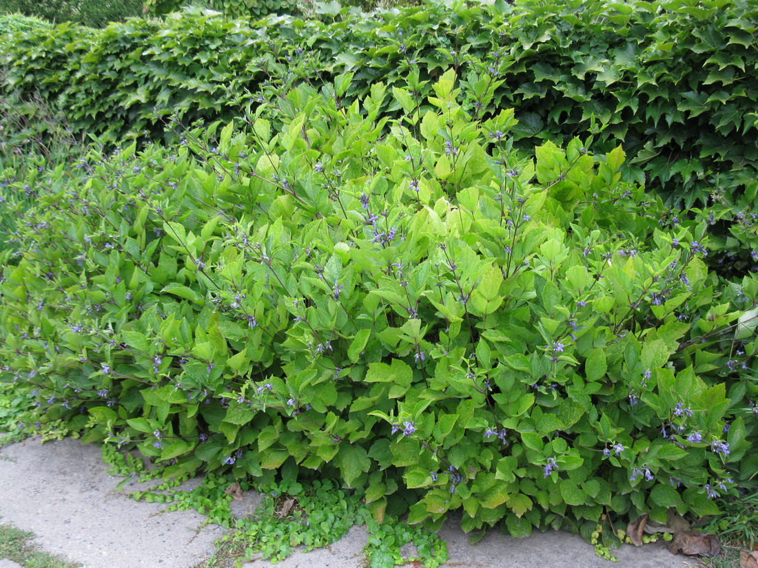 Image of Clematis heracleifolia specimen.