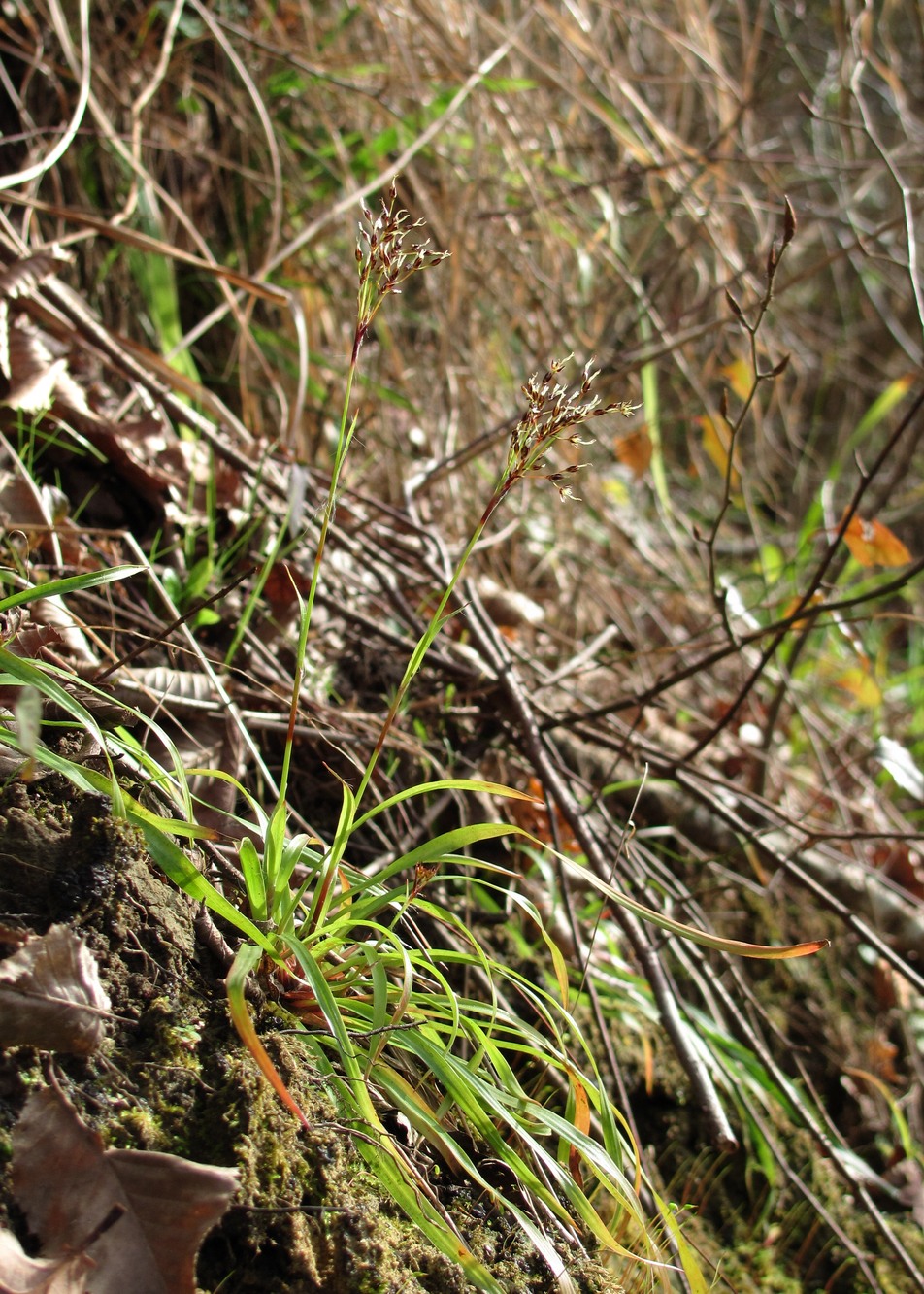 Image of Luzula forsteri specimen.