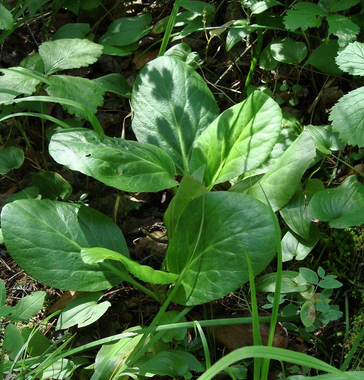 Image of Bergenia crassifolia specimen.