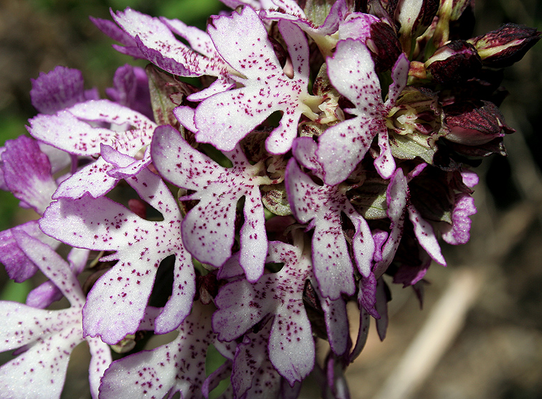 Image of Orchis purpurea specimen.