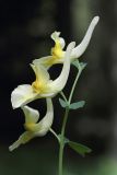 Corydalis bracteata