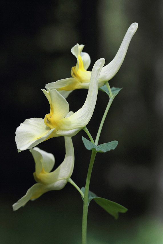 Image of Corydalis bracteata specimen.