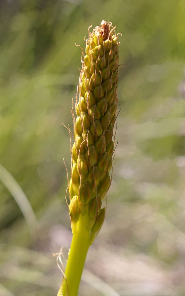 Изображение особи Eremurus fuscus.