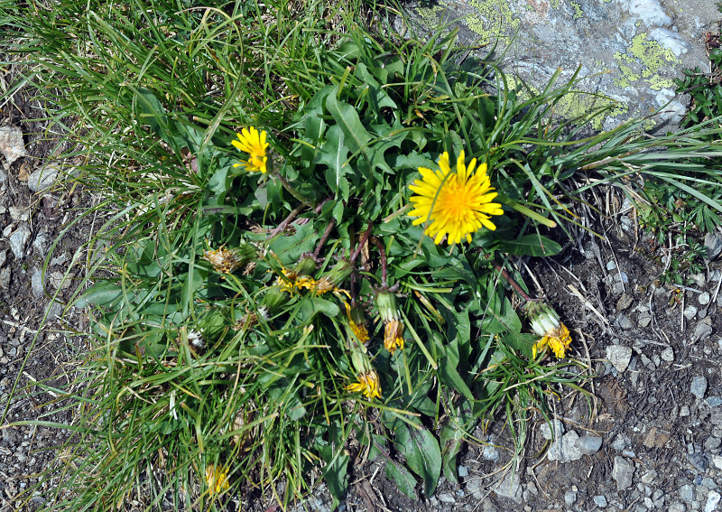 Image of genus Taraxacum specimen.