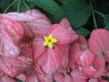 Mussaenda philippica. Часть цветущего растения. Австралия, г. Брисбен, частная застройка, в культуре. 28.12.2015.