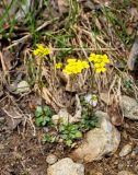 Draba hispida. Цветущие растения. Карачаево-Черкесия, окр. пос. Архыз, долина р. Малая Дукка, берег реки (выс. около 2000 м н.у.м.). 19.06.2015.