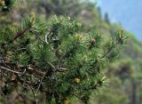 Pinus sylvestris подвид hamata. Верхушка ветви с шишками и микростробилами. Карачаево-Черкесия, окр. пос. Архыз, хребет Абишира-Ахуба, смешанный лес (выс. около 1800 м н.у.м.). 15.06.2015.
