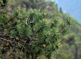 Pinus подвид hamata