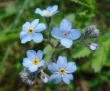 Myosotis imitata. Соцветие (у части цветков аномальные венчики - из 4 и 6 лепестков). Якутия (Саха), южные окр. г. Якутска, холмы. 11.06.2012.