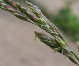 Festuca pratensis