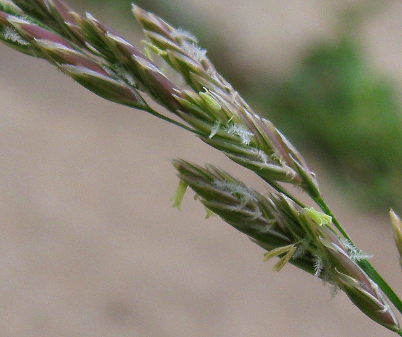 Image of Festuca pratensis specimen.