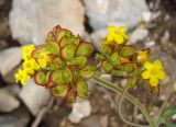 Patrinia sibirica