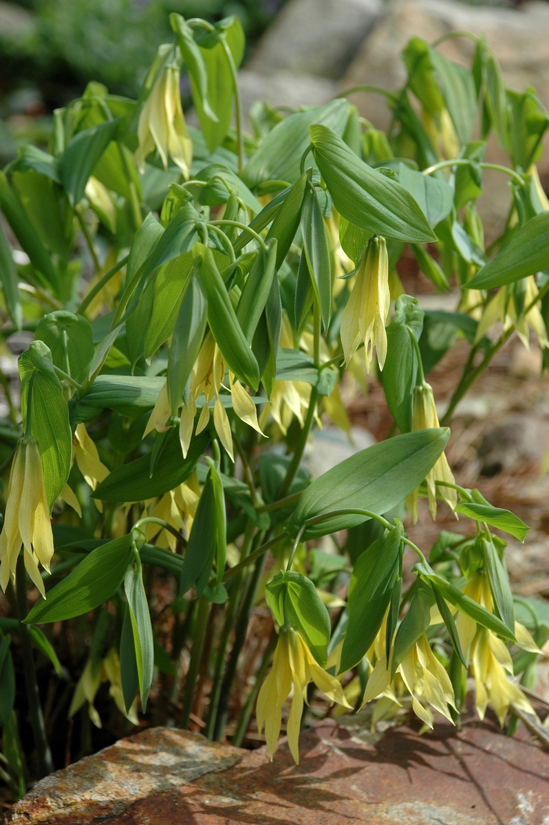 Изображение особи Uvularia perfoliata.