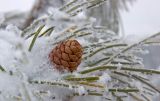 Pinus sibirica. Молодая шишка и хвоя в снегу. Северный Урал, Свердловская обл., северо-восточный склон Казанского Камня, высота ≈ 1000 м н.у.м. 5 марта 2016 г.