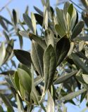 Olea europaea