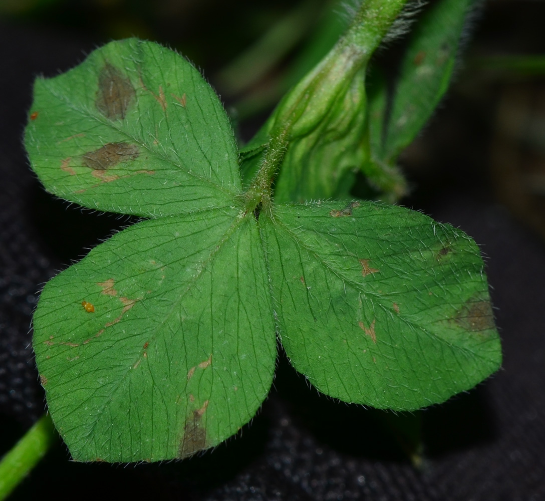 Изображение особи Trifolium clypeatum.