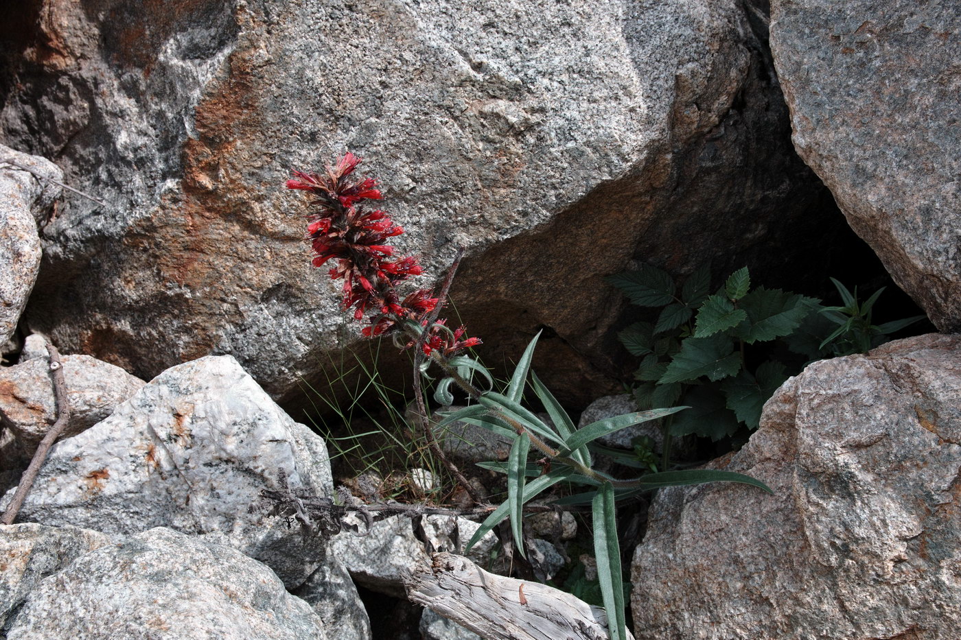 Image of Echium russicum specimen.