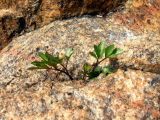 Ligusticum scoticum. Молодая поросль в скальной щели на супралиторали. Мурманск, Росляково, губа Грязная Кольского залива. 29.05.2010.