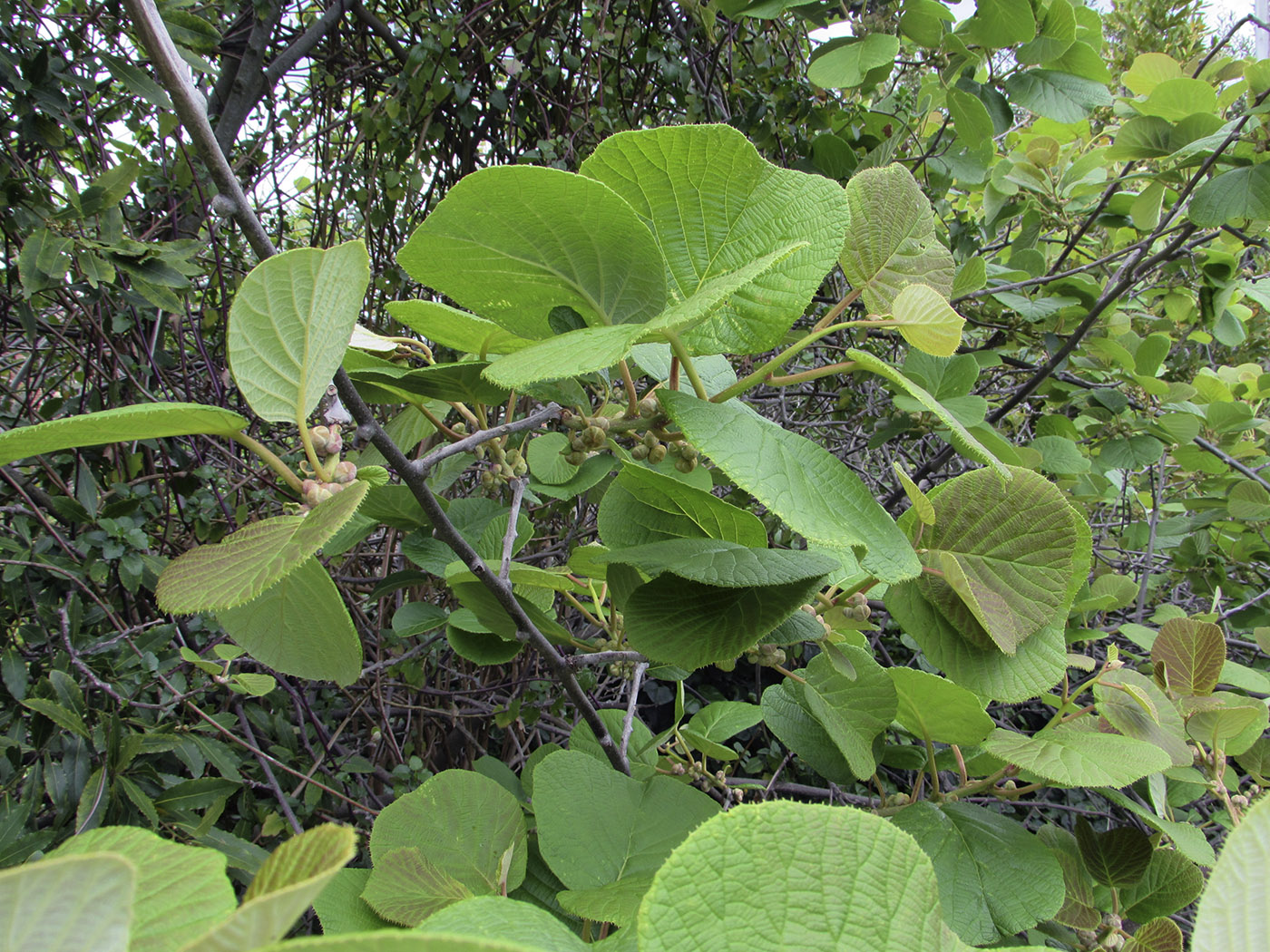 Image of Actinidia chinensis var. deliciosa specimen.