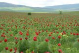 Paeonia tenuifolia