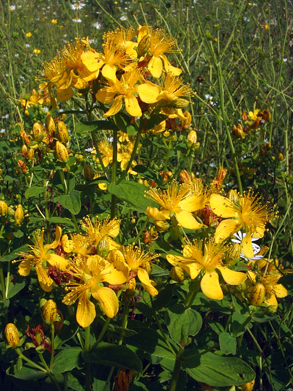 Изображение особи Hypericum maculatum.