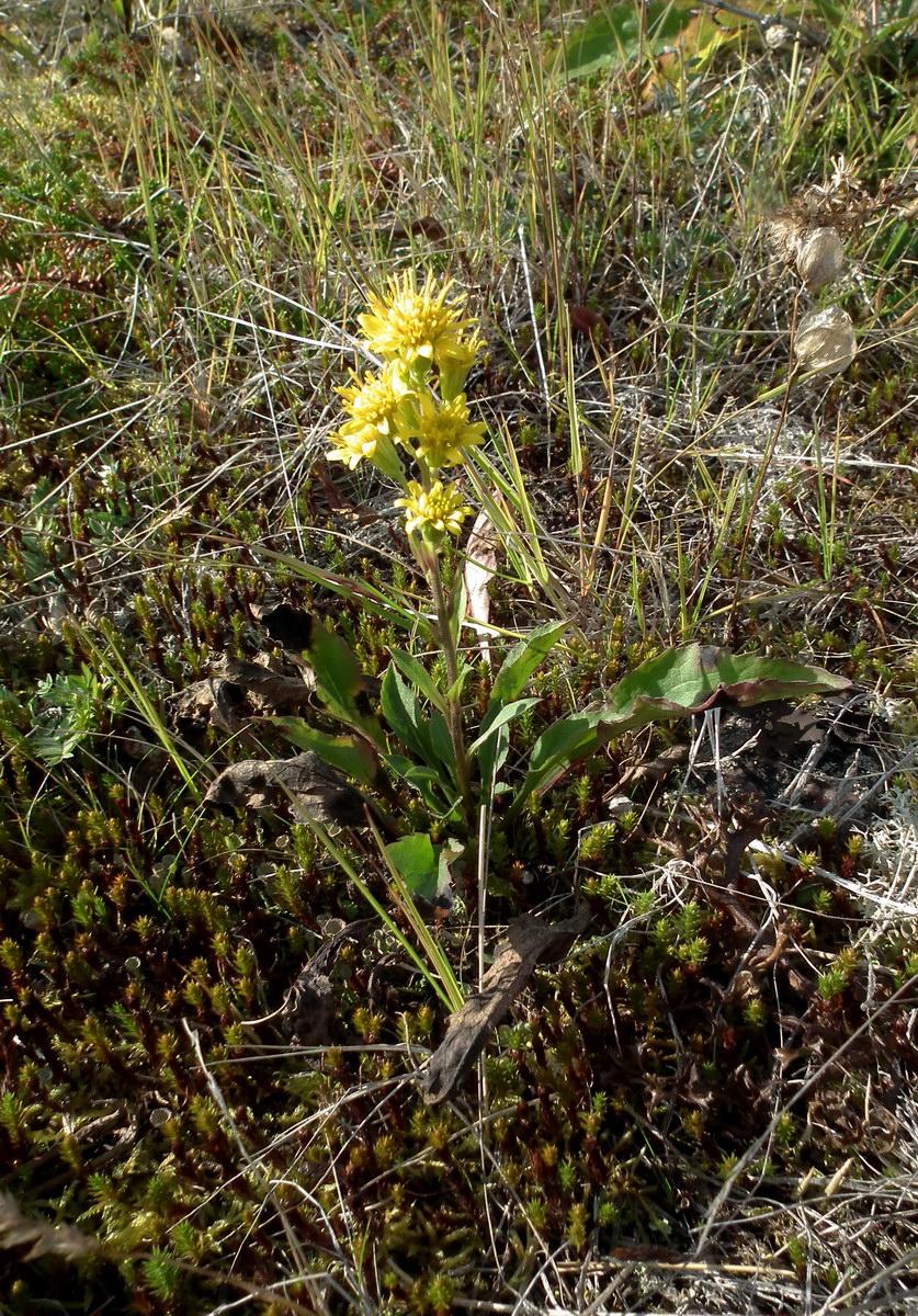 Image of Solidago virgaurea ssp. lapponica specimen.