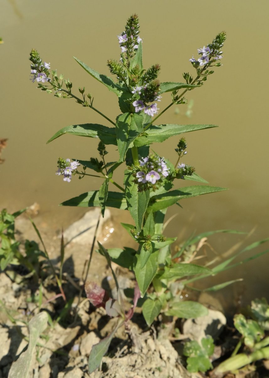 Изображение особи Veronica anagallis-aquatica.