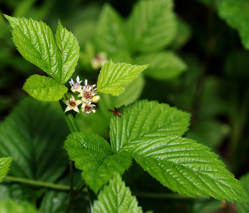 Изображение особи Rubus saxatilis.