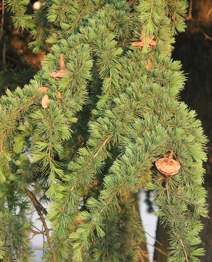 Image of Cedrus deodara specimen.