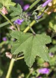 Malva sylvestris