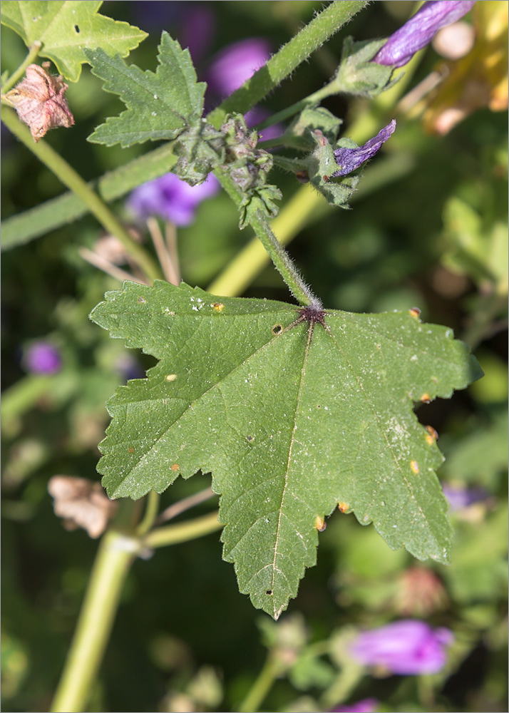 Изображение особи Malva sylvestris.