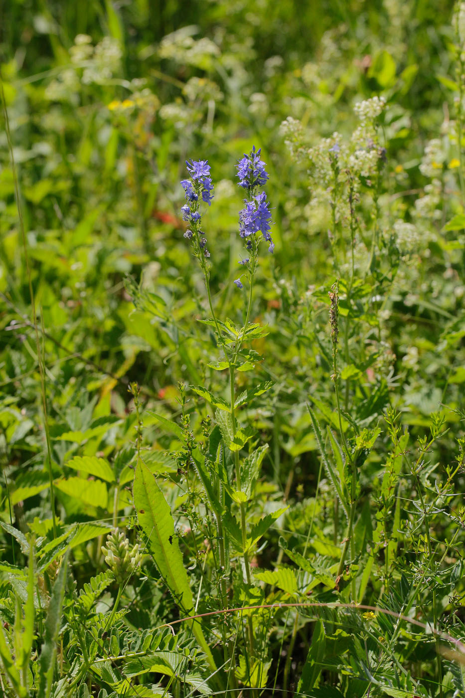 Image of Veronica teucrium specimen.