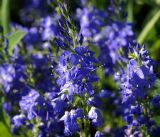 Veronica teucrium. Верхушки соцветий. Владимирская обл., Ковровский р-н, окр. дер. Митино, поле. 02.07.2016.