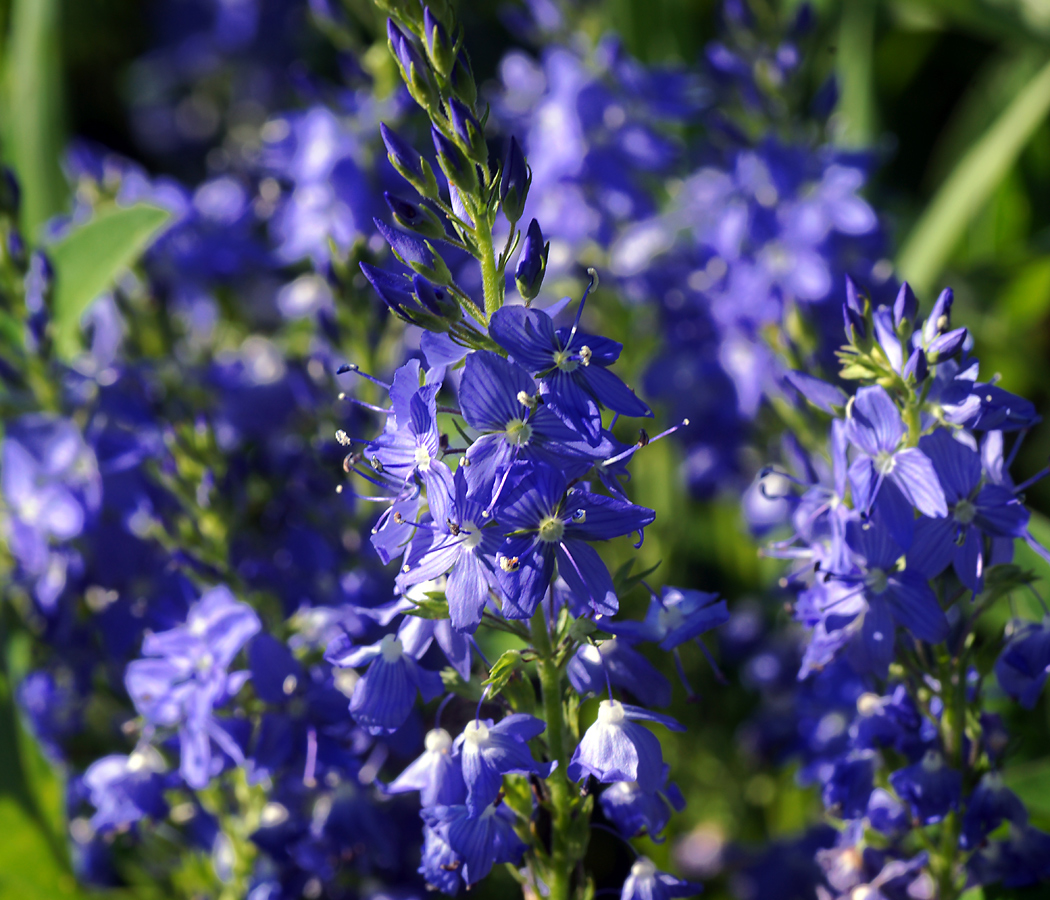 Image of Veronica teucrium specimen.