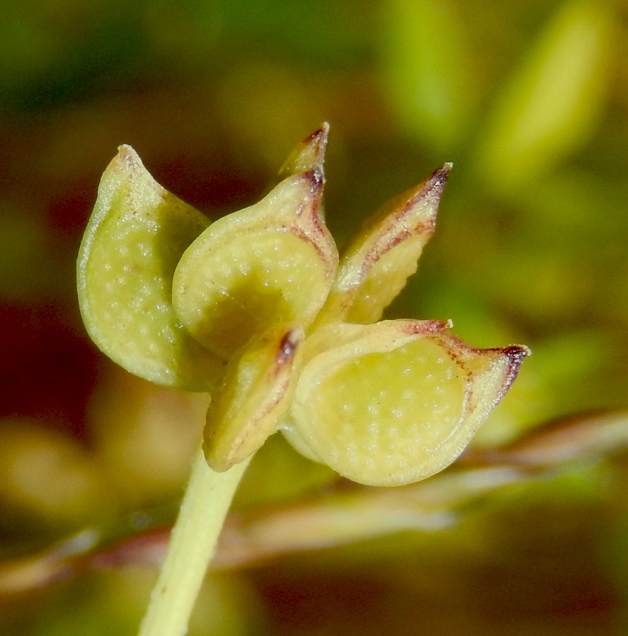 Изображение особи Ranunculus trachycarpus.