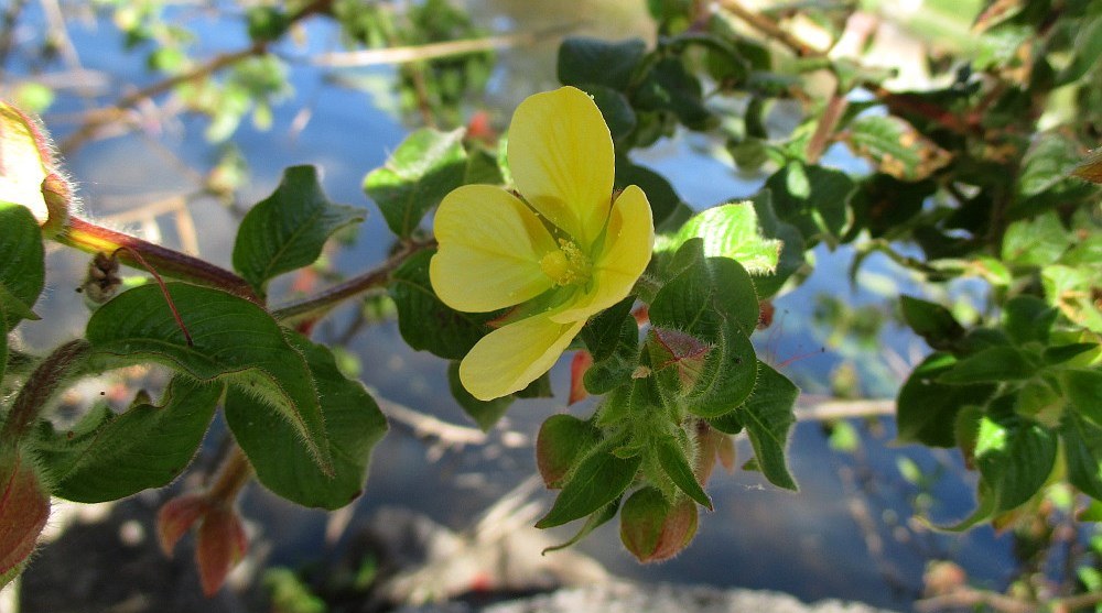 Изображение особи Ludwigia peruviana.