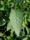 Mentha canadensis