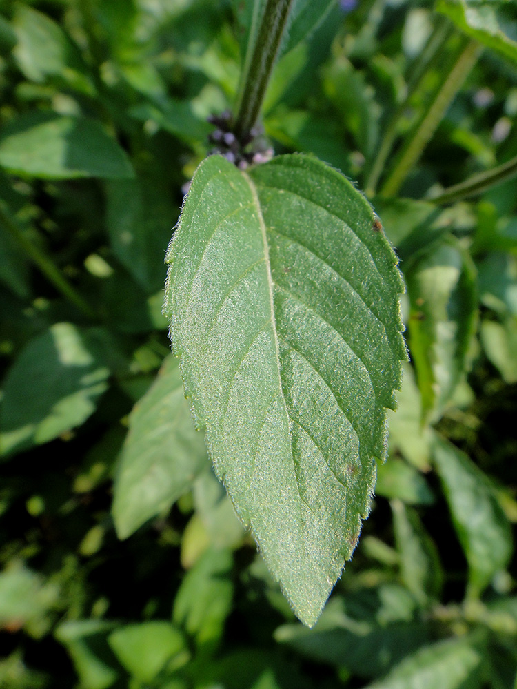 Изображение особи Mentha canadensis.