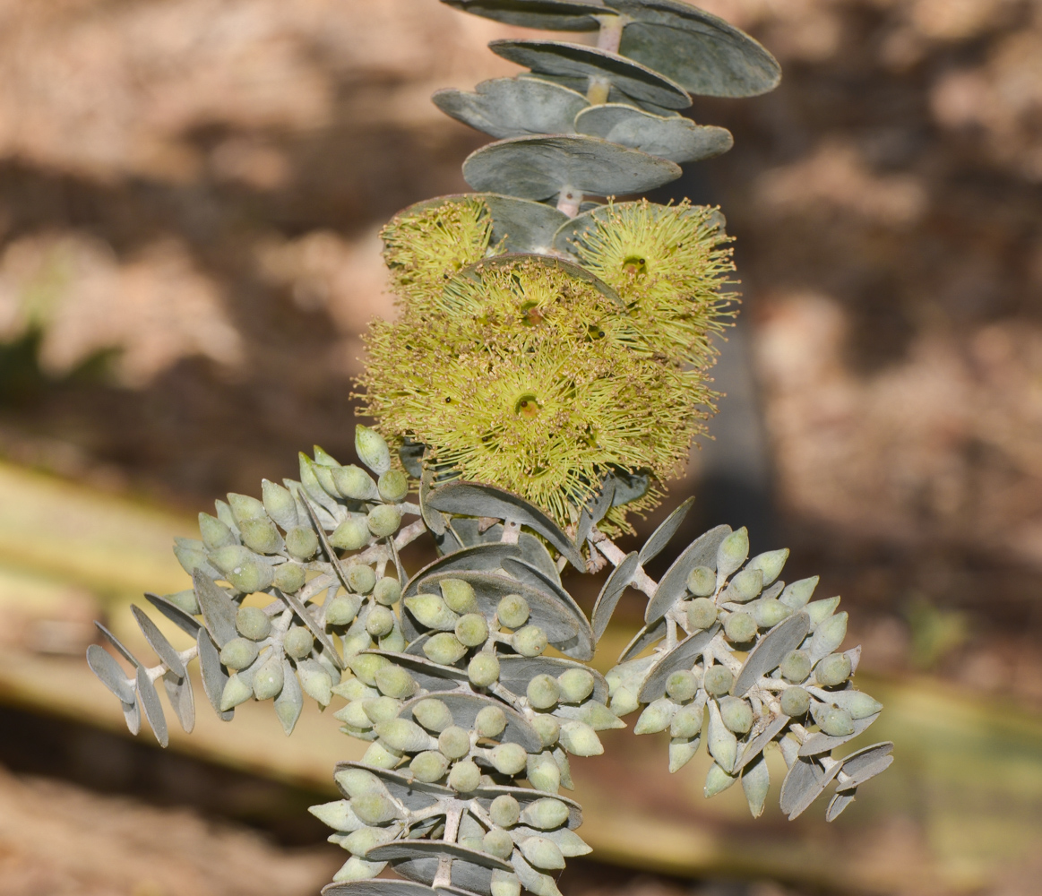 Image of Eucalyptus kruseana specimen.