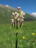 Primula auriculata
