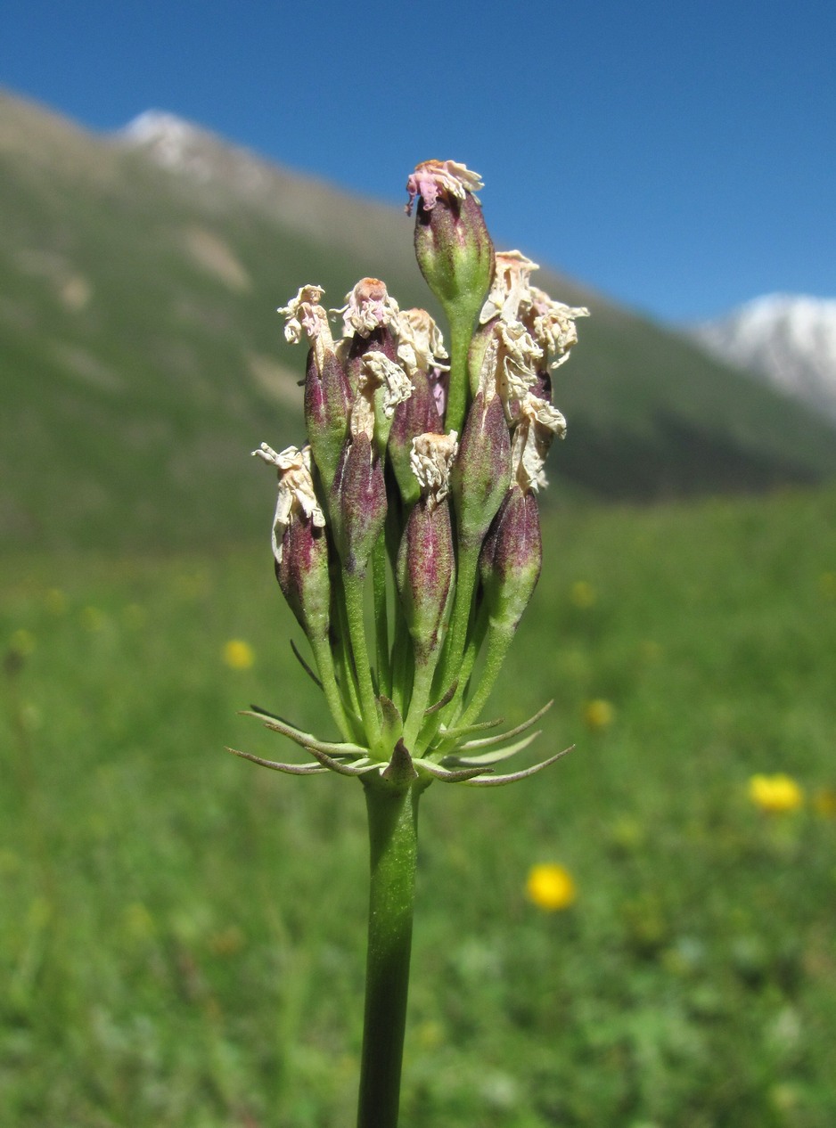 Изображение особи Primula auriculata.