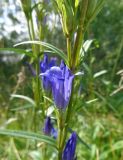 Gentiana pneumonanthe