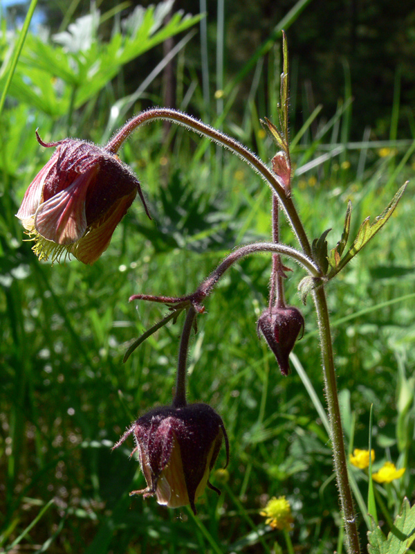 Image of Geum rivale specimen.