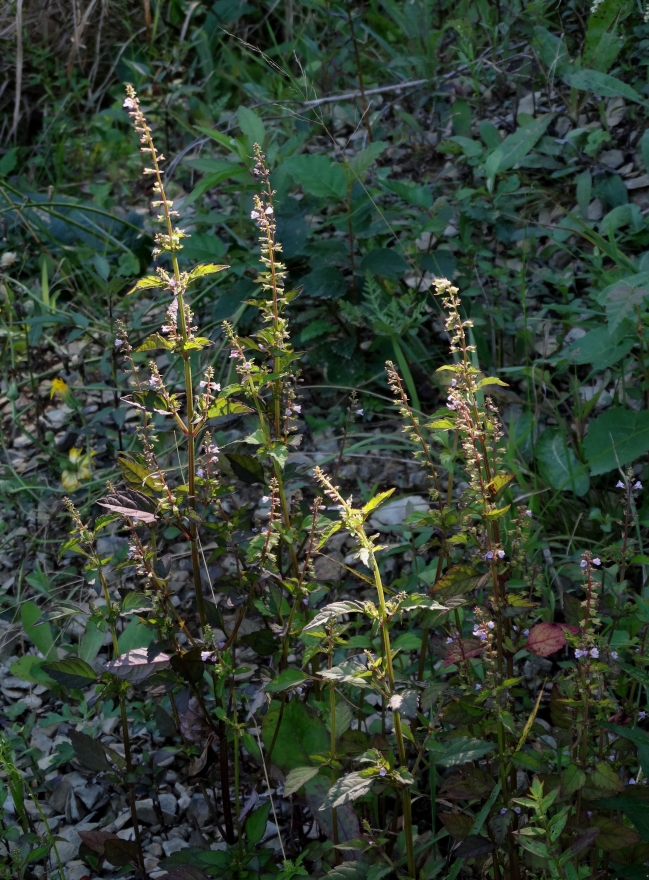 Image of Mosla dianthera specimen.