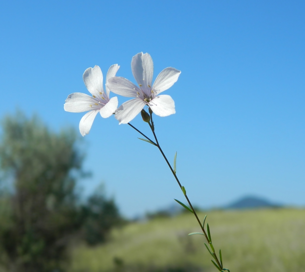 Image of Linum tenuifolium specimen.