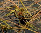 Sparganium angustifolium