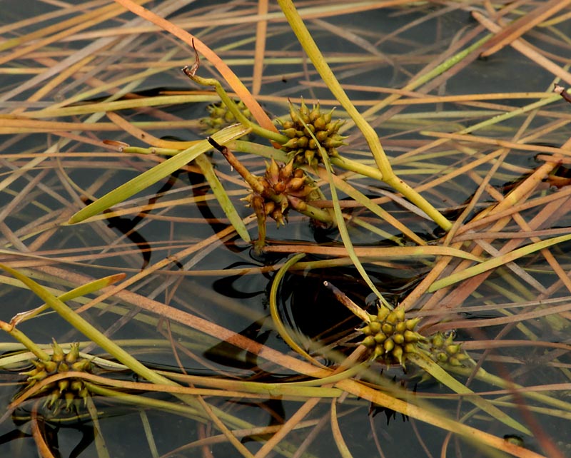 Изображение особи Sparganium angustifolium.