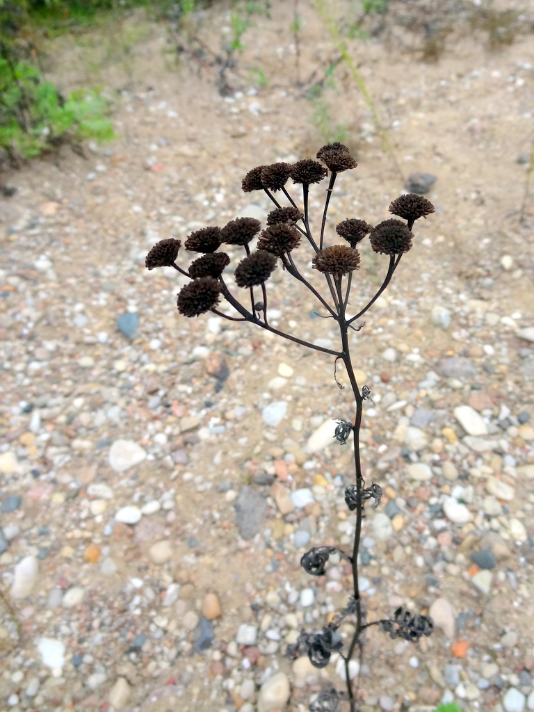 Image of Tanacetum vulgare specimen.