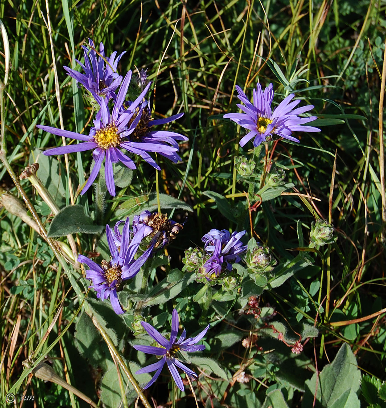 Изображение особи Aster bessarabicus.